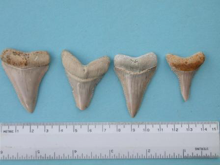 Shark Teeth